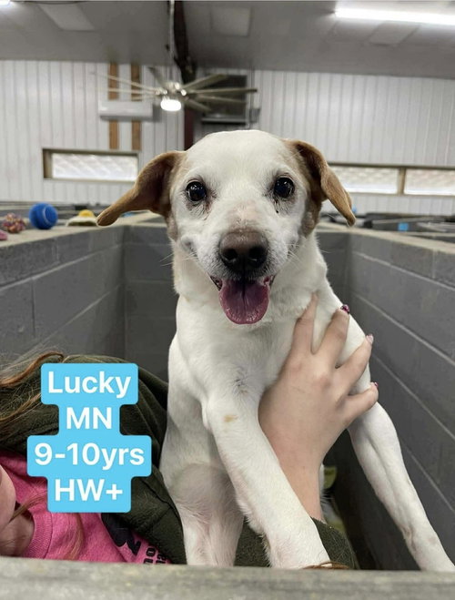 Lucky + DD~, an adoptable Parson Russell Terrier in Columbia, TN