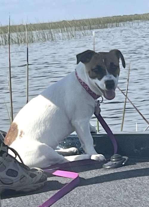 Trixie ~, an adoptable Parson Russell Terrier in Columbia, TN