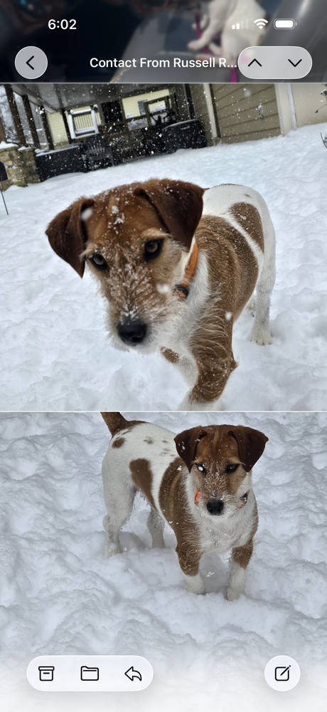 Yen & Yang (AKA Ying Yang or Yin Yang), an adoptable Parson Russell Terrier in Columbia, TN