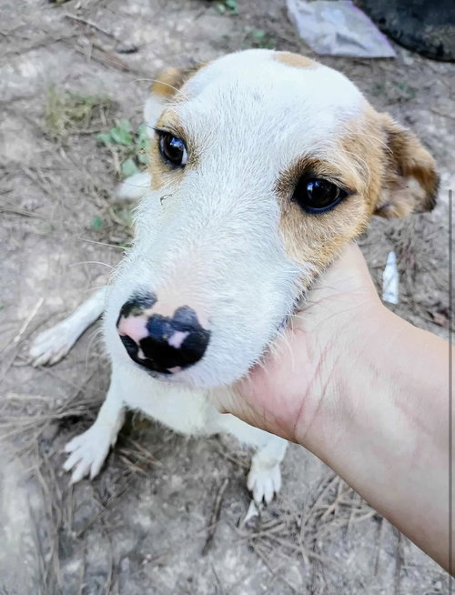 Echo, an adoptable Parson Russell Terrier in Columbia, TN