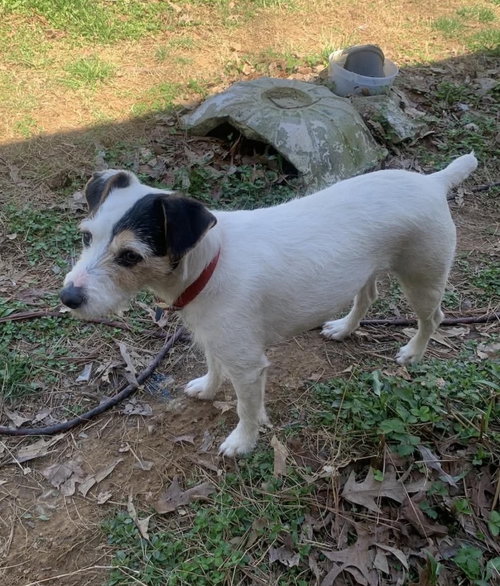 Anna, an adoptable Parson Russell Terrier in Columbia, TN