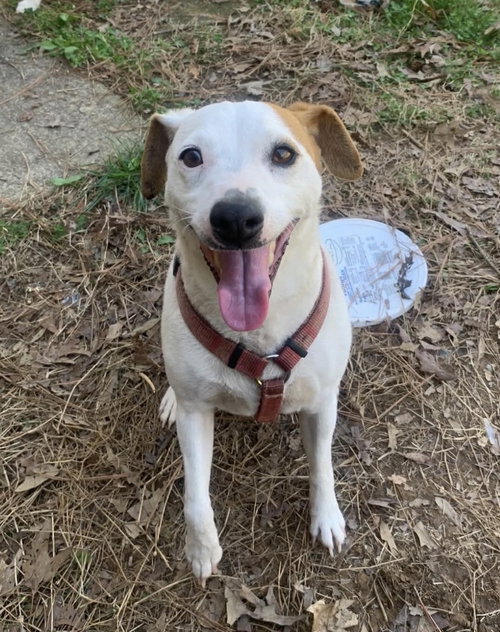 Lobo, an adoptable Parson Russell Terrier in Columbia, TN