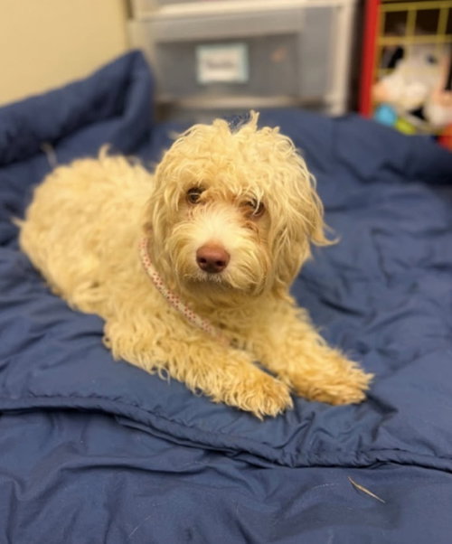picture of the dog needing adoption