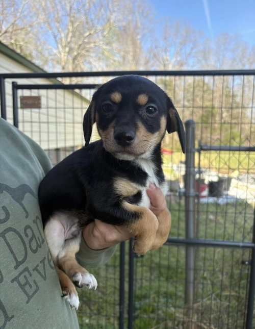 Ollie ~, an adoptable Rat Terrier in Columbia, TN