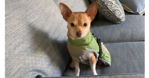 Cannoli(Cannello)/Tate~, an adoptable Chihuahua in Columbia, TN