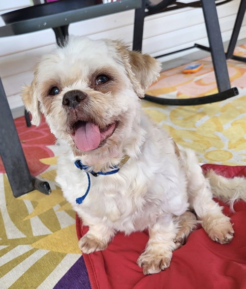 Toby~, an adoptable Shih Tzu in Columbia, TN