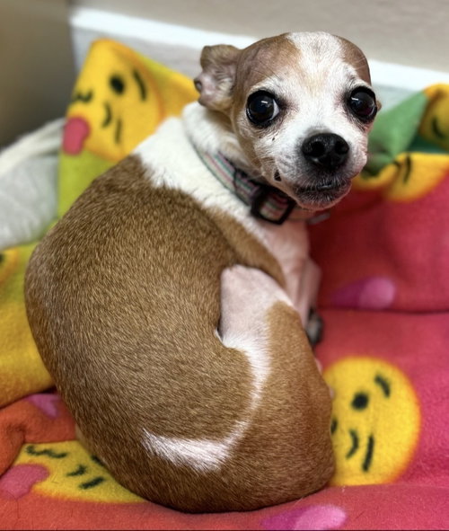 Randi ~, an adoptable Chihuahua in Columbia, TN