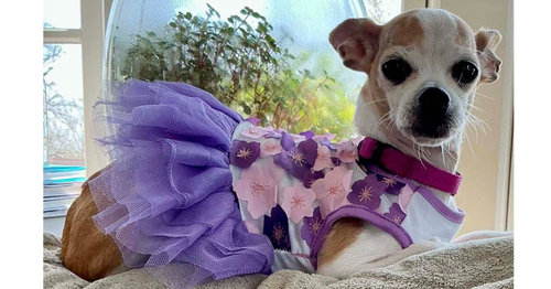 picture of the dog needing adoption