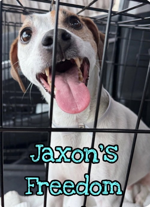 Jaxon DD, an adoptable Parson Russell Terrier in Columbia, TN