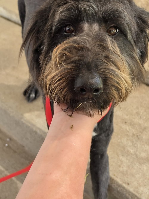 Oreo DD~, an adoptable Poodle in Columbia, TN