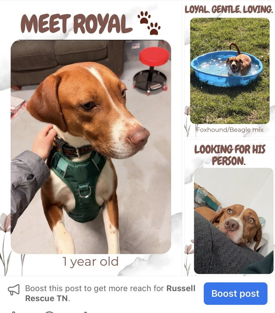 Royal CP