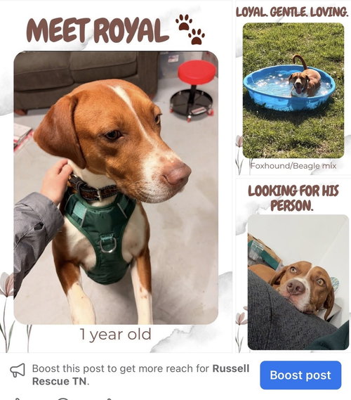 Royal CP
