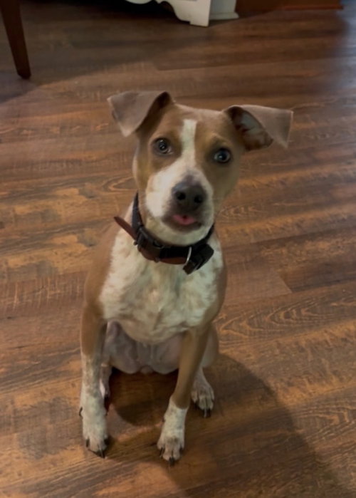 Penny, an adoptable Terrier in Columbia, TN