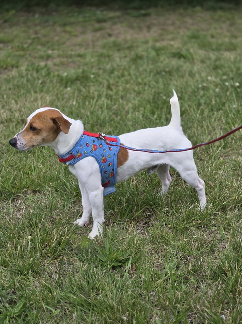 Squeaky ~, an adoptable Parson Russell Terrier in Columbia, TN