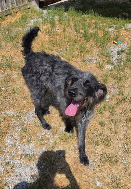 Grover, an adoptable Irish Wolfhound in Columbia, TN