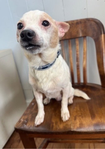 Gramps ~, an adoptable Chihuahua in Columbia, TN