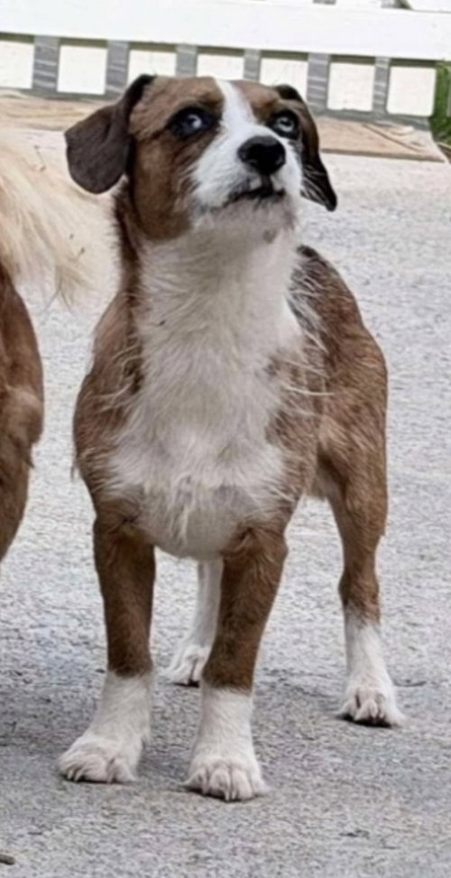 Biscuit ~, an adoptable Terrier in Columbia, TN
