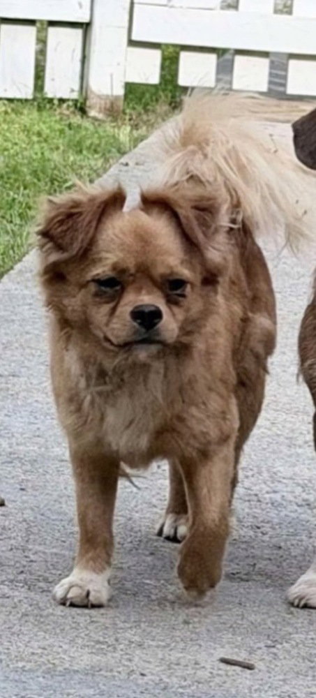 Gravy DD ~, an adoptable Terrier in Columbia, TN