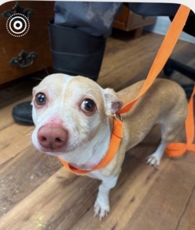 Taco~, an adoptable Dachshund in Columbia, TN