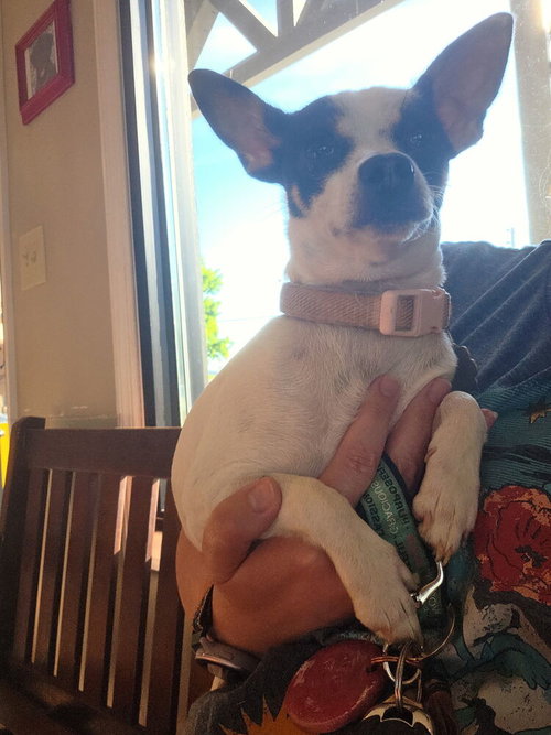 Chloe~, an adoptable Chihuahua in Columbia, TN