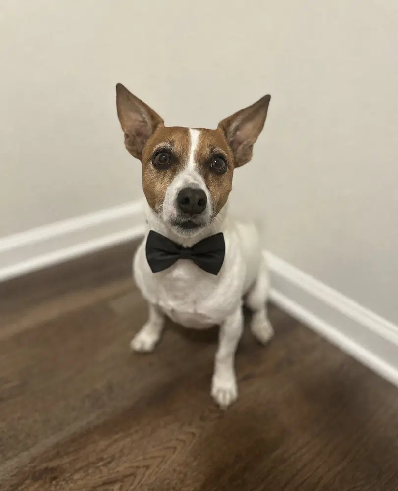 Tanner Cp - Parson Russell Terrier