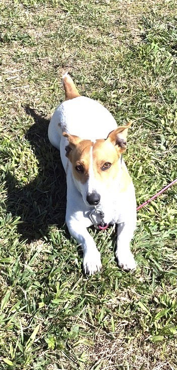 Sampson, an adoptable Jack Russell Terrier in Columbia, TN