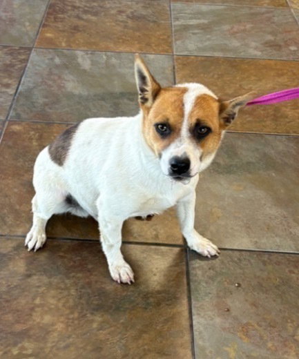 Tracker, an adoptable Terrier in Columbia, TN