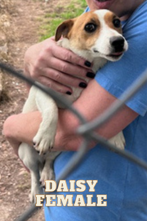 Daisy ~, an adoptable Jack Russell Terrier in Columbia, TN