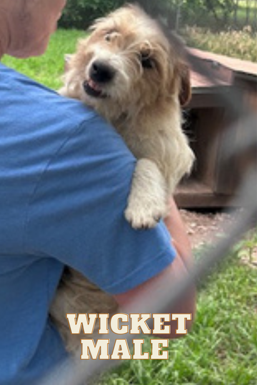 Wicket~, an adoptable Jack Russell Terrier in Columbia, TN