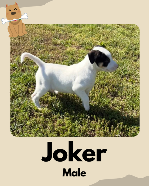 Joker ~, an adoptable Jack Russell Terrier in Columbia, TN