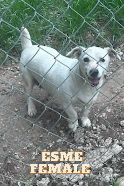 Esme, an adoptable Jack Russell Terrier in Columbia, TN