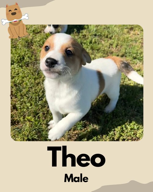 Theo, an adoptable Jack Russell Terrier in Columbia, TN