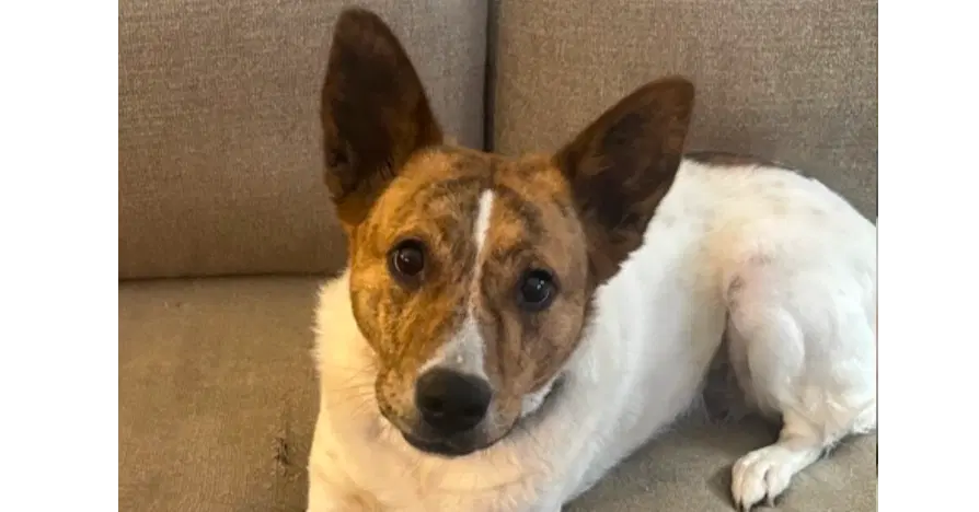 Sunny - Jack Russell