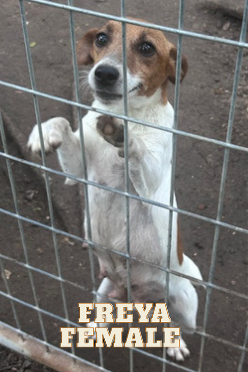 Freya, an adoptable Jack Russell Terrier in Columbia, TN