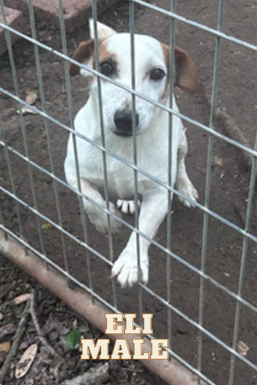 Eli, an adoptable Jack Russell Terrier in Columbia, TN