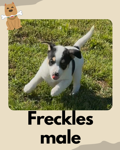 Freckles ~