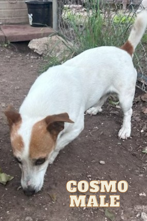 Cosmo, an adoptable Jack Russell Terrier in Columbia, TN