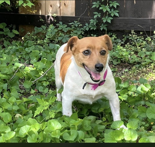 Clover photo 1