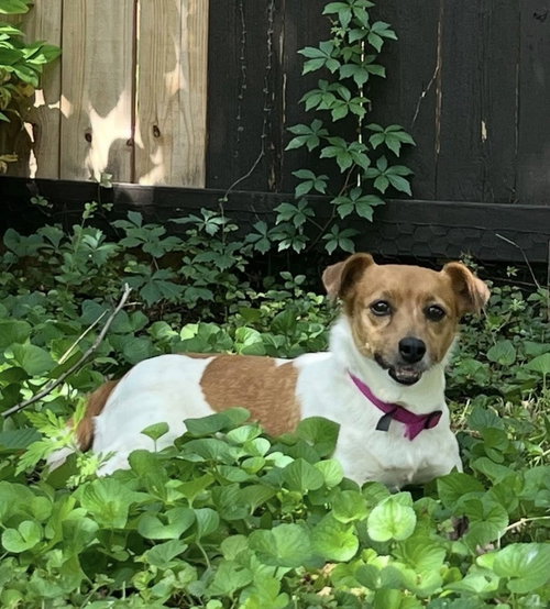 Clover photo 2