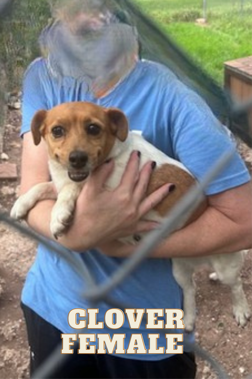 Clover photo 3