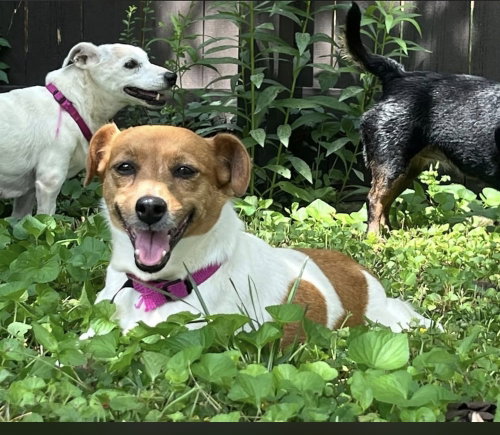 Clover~, a dog for adoption from Russell Rescue, Inc.