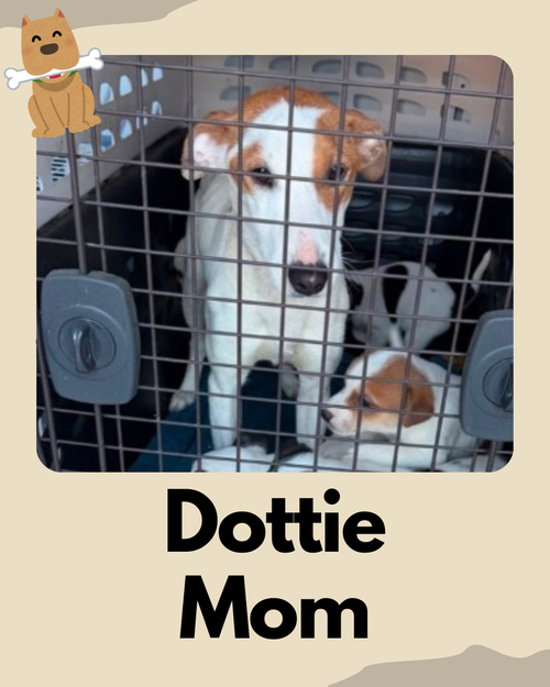 Dottie ~