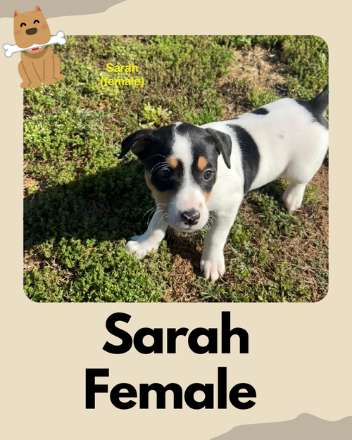 Sarah ~, an adoptable Jack Russell Terrier in Columbia, TN