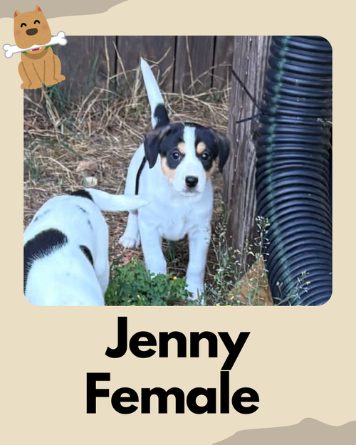 Jenny ~, an adoptable Rat Terrier in Columbia, TN