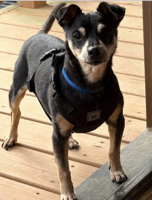 Gillie photo 3
