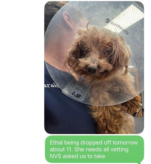 Ethel~, an adoptable Yorkshire Terrier Yorkie in Columbia, TN