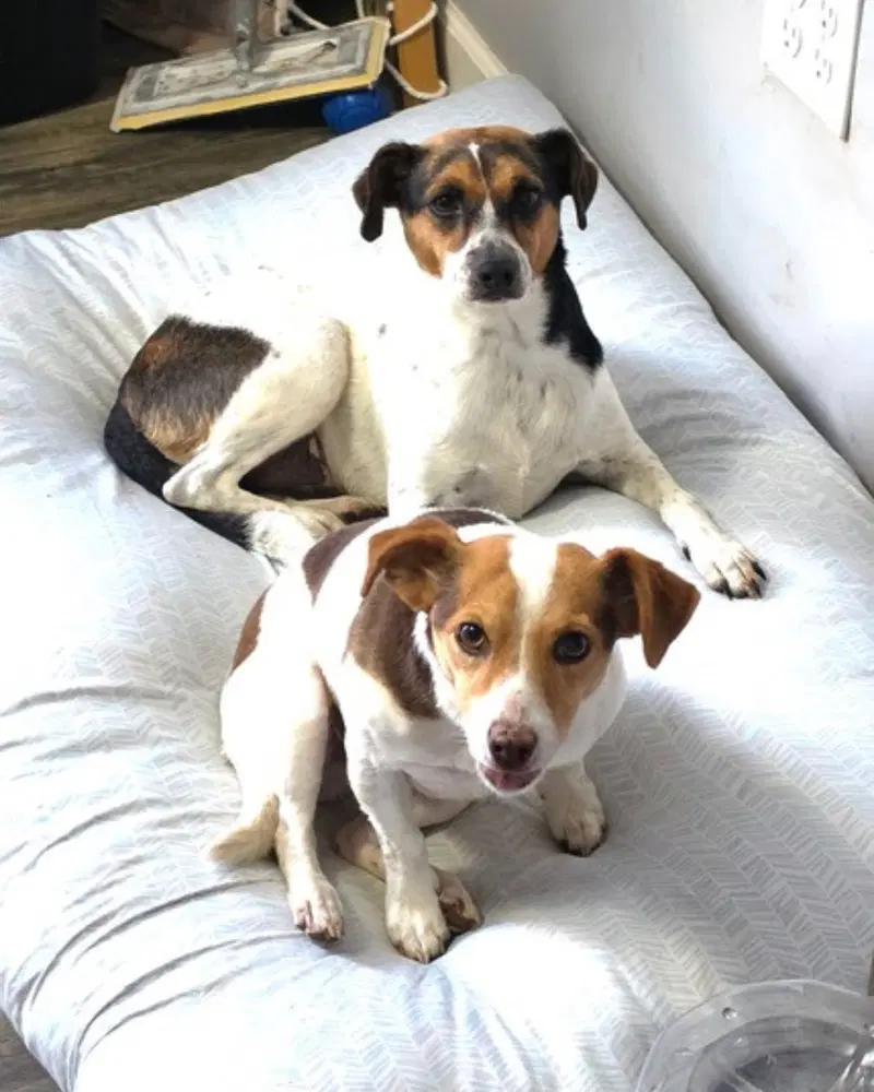 Charlie  Lucy - Jack Russell Terrier