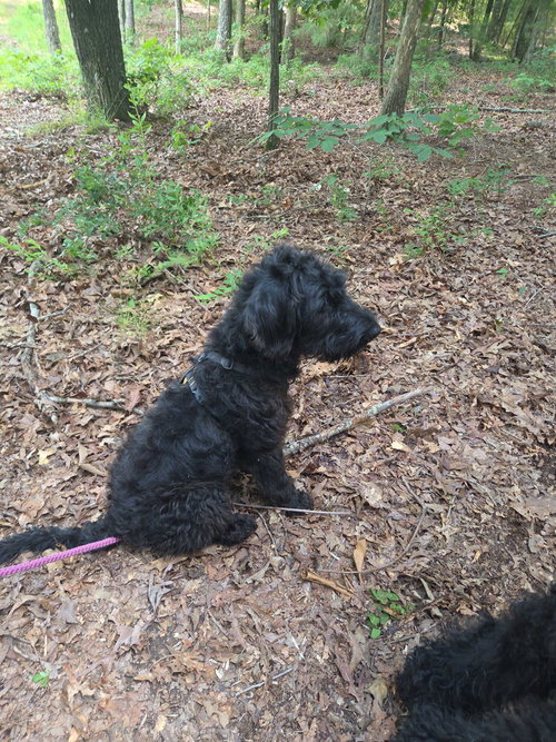 Bodie Doodle photo 2