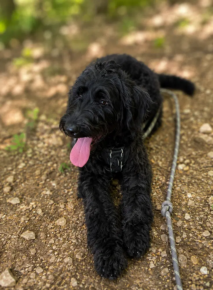 Bodie Doodle - Labradoodle