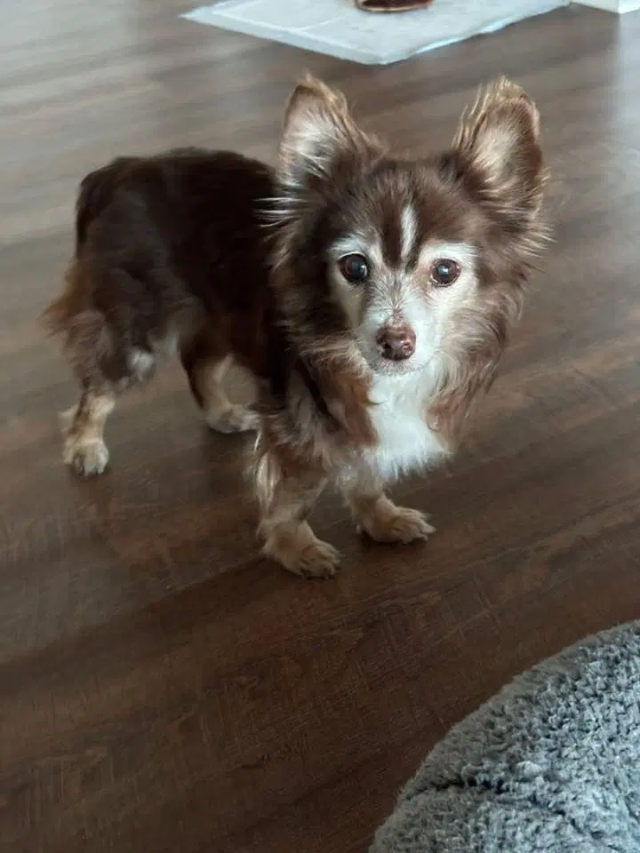 Coco - Chihuahua